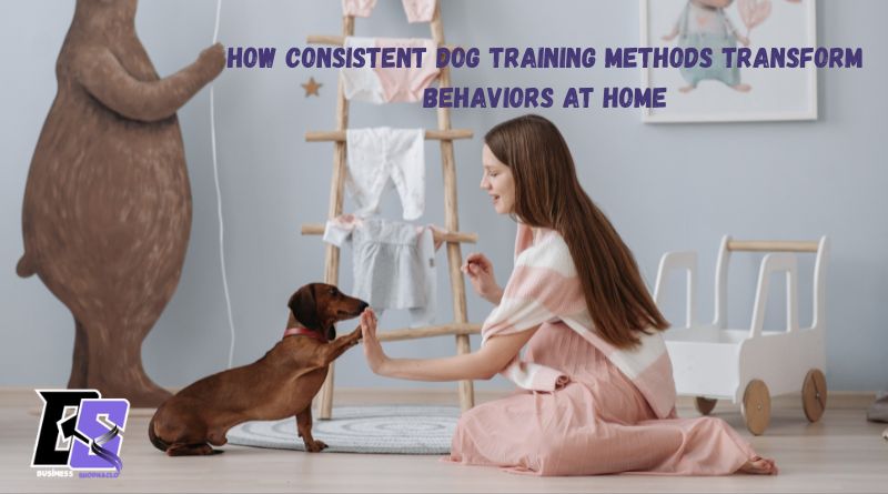 How Consistent Dog Training Methods Transform Behaviors at Home